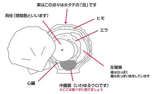 ホタテのからだ